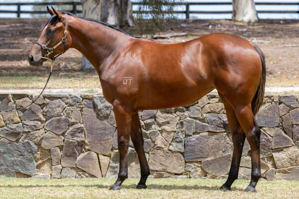 Lot 716: Peltzer / The Cleaning Lady