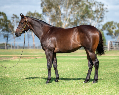 Lot 645: Exceedance / Single Style (NZ)