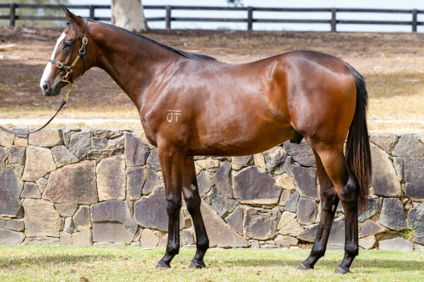 Lot 761: Shalaa (IRE) / Violet Finale (NZ)