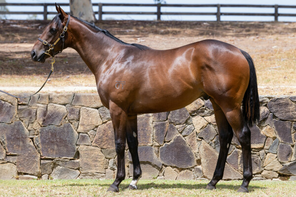 Lot 723: Shalaa (IRE) / Thud