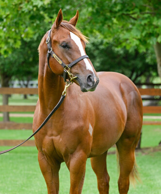 Lot 757: Capitalist / Very Clever