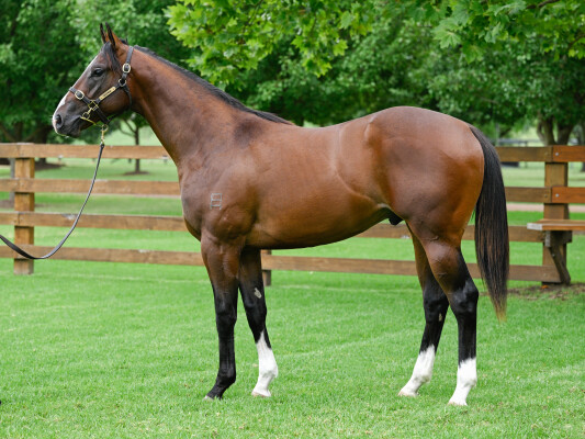 Lot 799: King's Legacy / Zanzidance