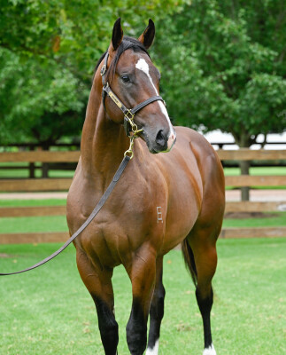 Lot 799: King's Legacy / Zanzidance