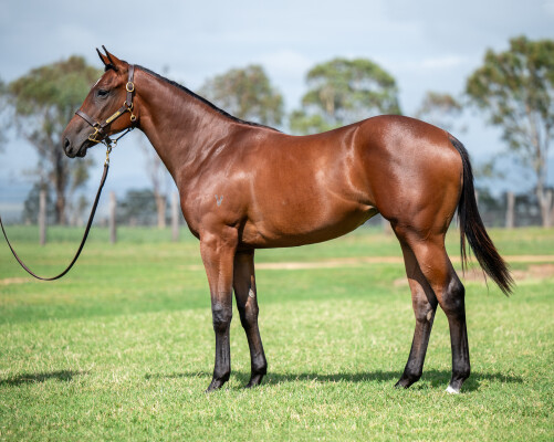 Lot 672: Ole Kirk / Spicy