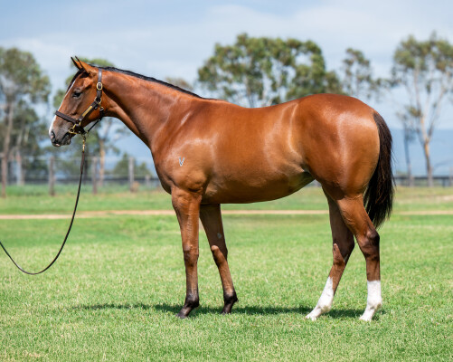 Lot 675: Farnan / Spiritosa