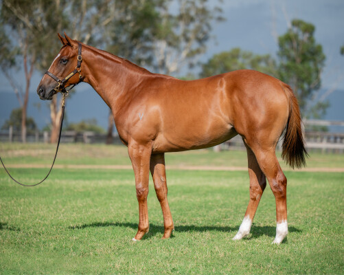 Lot 704: Ole Kirk / Sweet Eagle