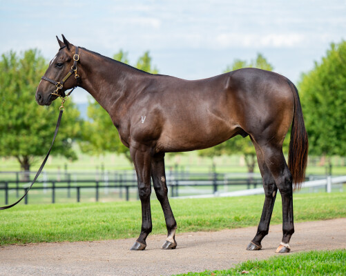 Lot 710: Ole Kirk / Tastebud