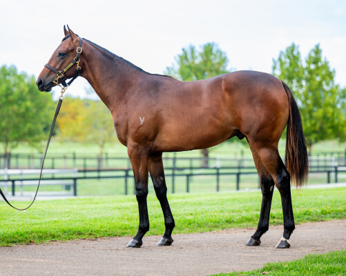 Lot 728: Harry Angel (IRE) / Tizso Wicked