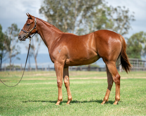 Lot 756: Capitalist / Vena Cava