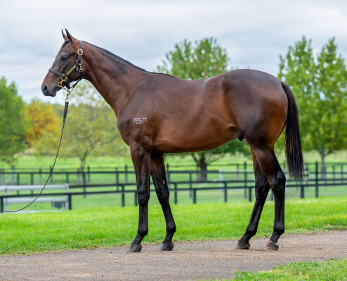 Lot 778: Exceedance / Wild Sheila