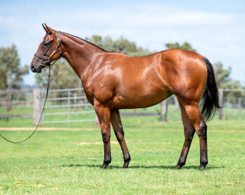 Lot 791: Zousain / Written Star