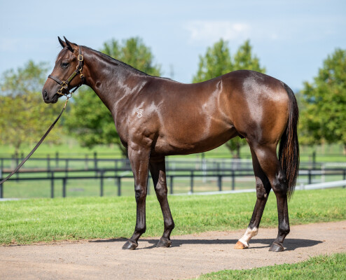 Lot 805: Tassort / Zuzzudio