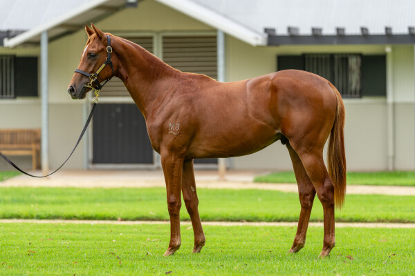 Lot 15: Captivant / Allegra