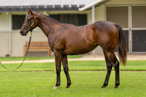 Lot 454: Zoustar / Moss Trip