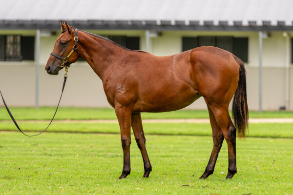 Lot 606: Captivant / Sangita