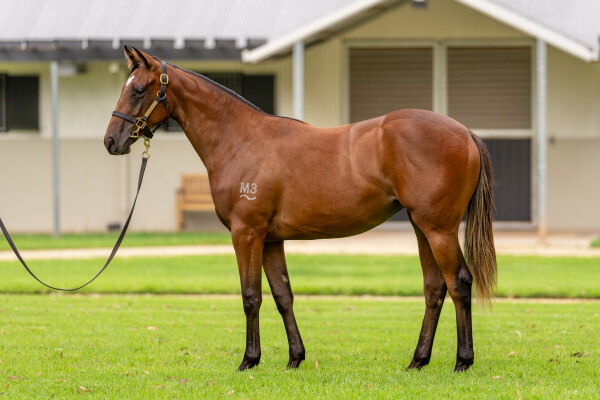 Lot 768: Prague / Warpath