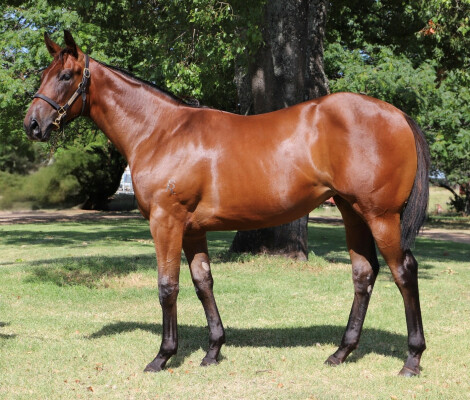 Lot 283: Zousain / Helena Girl