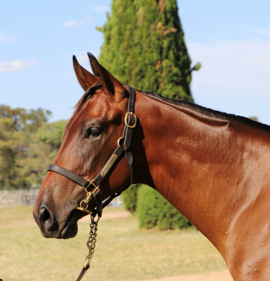 Lot 283: Zousain / Helena Girl