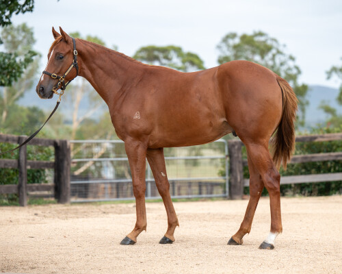 Lot 154: Admire Mars (JPN) / Deodara