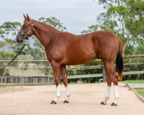 Lot 207: Anders / Fairly Feline (USA)