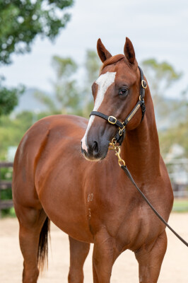 Lot 207: Anders / Fairly Feline (USA)