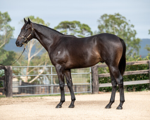 Lot 373: Tarzino (NZ) / Legramor (NZ)