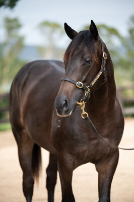 Lot 373: Tarzino (NZ) / Legramor (NZ)