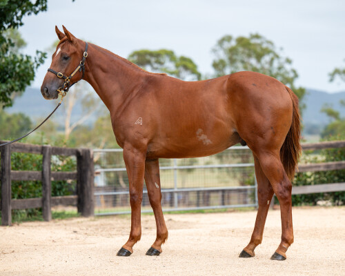 Lot 445: Admire Mars (JPN) / Moon Rose