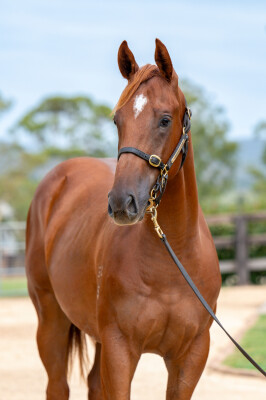 Lot 445: Admire Mars (JPN) / Moon Rose