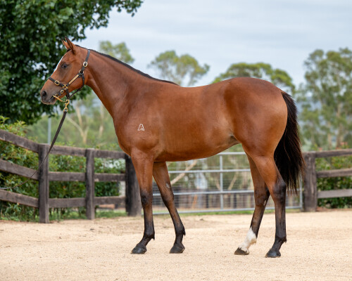 Lot 719: Trapeze Artist / The Tide is High (NZ)