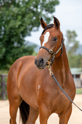 Lot 719: Trapeze Artist / The Tide is High (NZ)