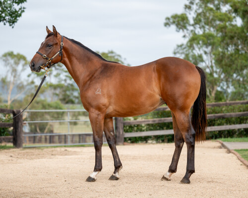 Lot 765: Bivouac / Vital Mist