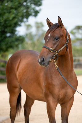 Lot 765: Bivouac / Vital Mist