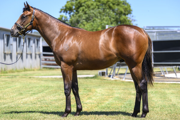 Lot 418: Russian Revolution / Mezcal