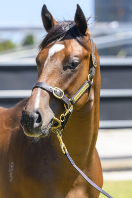 Lot 418: Russian Revolution / Mezcal