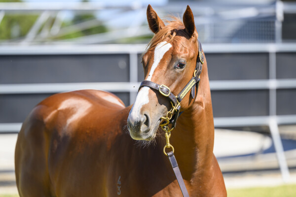 Lot 676: Farnan / Splash Headline