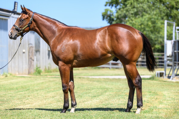 Lot 745: King's Legacy / Two for the Road