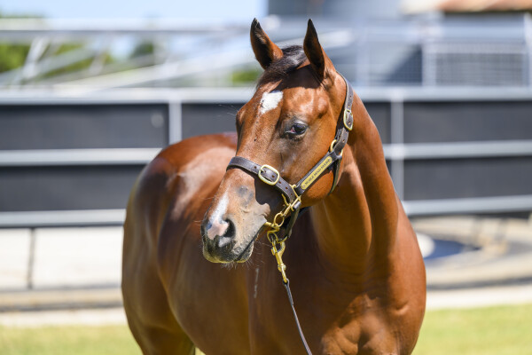 Lot 745: King's Legacy / Two for the Road