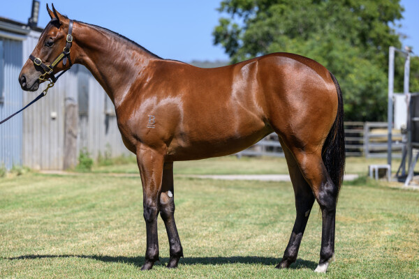 Lot 776: Wild Ruler / Whisper Delovely