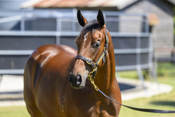 Lot 776: Wild Ruler / Whisper Delovely