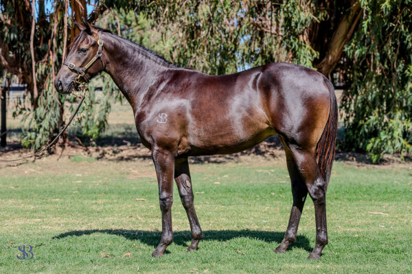 Lot 7: Astern / Adorabeel (NZ)