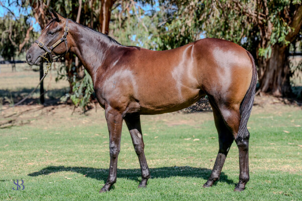 Lot 98: Lucky Vega (IRE) / Cardannic