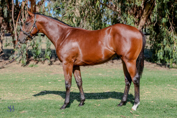 Lot 128: Nicconi / Could it be Magic