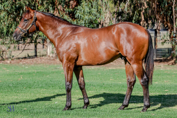 Lot 312: Ole Kirk / Iconista