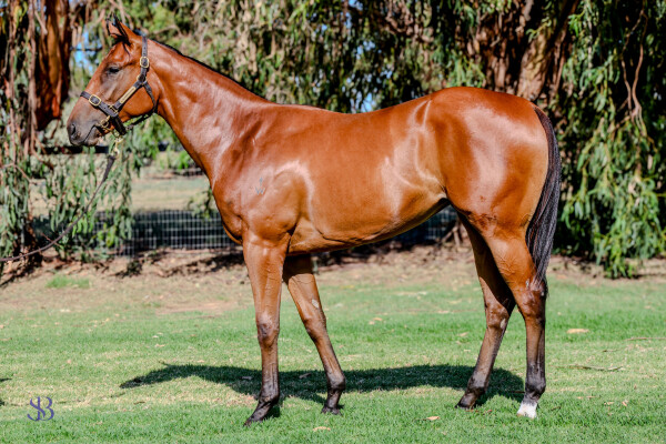 Lot 411: Profiteer / Mary Lou