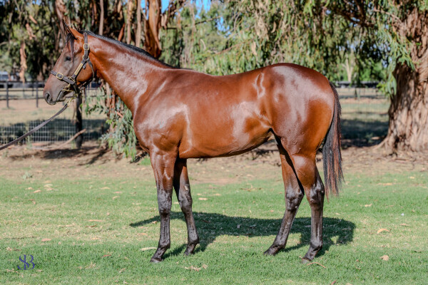 Lot 466: Exceedance / Mystic Moon