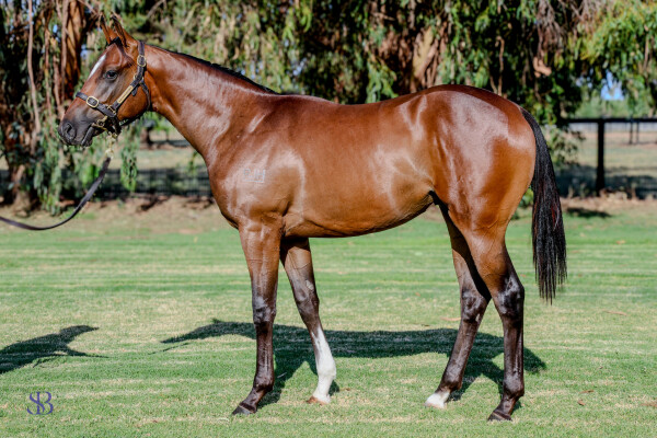Lot 670: Zoustar / Special Diva