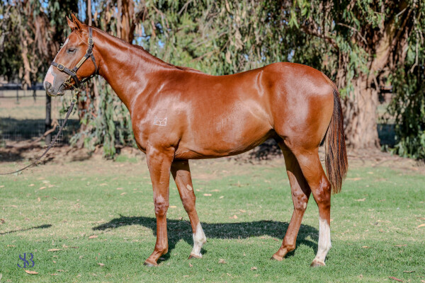 Lot 496: Bivouac / One Funny Honey (USA)