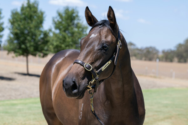 Lot 279: Ole Kirk / Heart of Siena