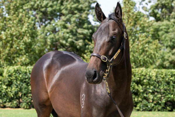 Lot 341: Pierata / Jessica Ann